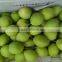 2016 new crop shandong pear for indan market