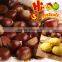 2016 new crop sweet fresh Chinese chestnut for sale