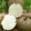 GMP certified Factory supply top quality Kudzu Root Extract powder