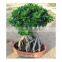 Varieties live Ficus microcarpa bonsai tree