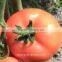 Best Selling Hybrid Early Maturity Pink Tomato Seeds