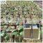 hydroponics rockwool cubes | rockwool growing medium