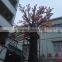 SJ1501040 High imitation custom make cherry tree 6m height