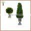 Natural preserved boxwood cone topiary producer