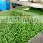 Anticorrosive Laminating PVDF Green Grass Pattern Pre Painted PPGL Steel Coils Sheet