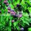 AcNPV + Bt provide control conopomorpha sinensis bradley