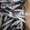 Good price bulk packing IQF whole sardine for bait