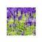 Lavender extract / Lavender extract powder / Lavender extract liquid
