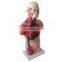 Human Body Anatomy Sexless Torso Model