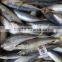 Landing frozen size 6 - 8 pcs / kg frozen Scomber scomb