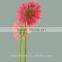 Kunming flower export long stem glass flowers pvc flower stem with 70-80cm long from Yunnan, China