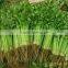 2016 hot sale fast growth small celery seeds for growing-125