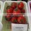 Hybrid F1 Tomato Seeds For Sale-American Bao