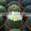 Natural Plant Cactus Ball