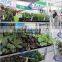 197 Display Flower Trolley 2014 Display Flower Trolley Garden Tool cart