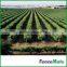 Hot sale Vineyard Trellis