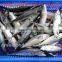 Frozen Pacific Mackerel Fish 200-300G