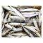 Wholesale bulk packing IQF frozen sardine fish