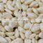 High Quality Garlic Peeling Machine / Garlic Skin Removing Machine