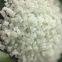 Zytel 13% Glass Reinforced Polyamide 66 Engineering Plastic Pa66 70G13HS1L NC010 Plastic