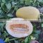 Honey8 Chinese good resistance and good adaptability melon seeds