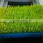 Uncontaminated Farm Poultry Fodder Sprouting Machine
