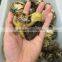 High Quality Natural Septarium Turtle Rock Heart Cordiform Stone For Sale