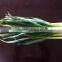 Cold storking fresh natural pure white garlic sprout