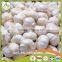 Sell High-quality Fresh Natural Garlic
