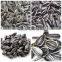 Direct Factory Supply Bulk Organic Sunflower Seeds