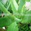 GMP Manufacturer Supply Natural Aloe Vera Dry Extract