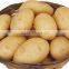 China Fresh Potato in Hot Sale