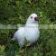 Stand sideway white homing pigeons for sale