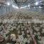 Poultry farming equipment for chicken broiler