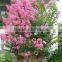 lagerstroemia indica stump bonsai trees
