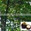GARCINIA CAMBOGIA EXTRACT