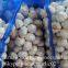 4.5-5cm Normal White Chinese Fresh Garlic In Mesh Bag Packing