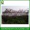 Bauhinia blakeana diameter 6-8cm (2)
