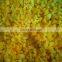 Sinocharm BRC Approved 10*10mm Fresh Crisp IQF Yellow Pepper Cubes Frozen Diced Yellow Pepper