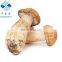 Wild Dried sliced porcini mushroom  boletus edulis