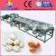 Machine for fruit grader to process and sort garlic and green onion