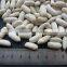 New Crop Dry White Kidney Beans For Sale