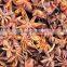 Chinese Dried Star Aniseed