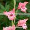 China wholesaler fresh pink gladiolus flowers for home/party /festival decoration
