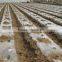 FHM Two Row Potato Planter for sale