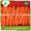 Fruits and vegetables import fresh carrot exporter