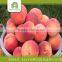 organic fruit fresh food importer