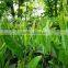 Green Tea Extract Powder with Top Quality from GMP Manufacturer
