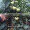 High Yield Vegetable Seeds Pink Red Tomato Seeds Popular in the markets