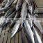 Frozen whole round IQF frozen Spanish mackerel fish